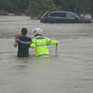 逆风而行，台湾梅花鹿在台风巨浪中的奇迹游泳